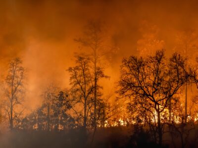 Rain forest wild fire